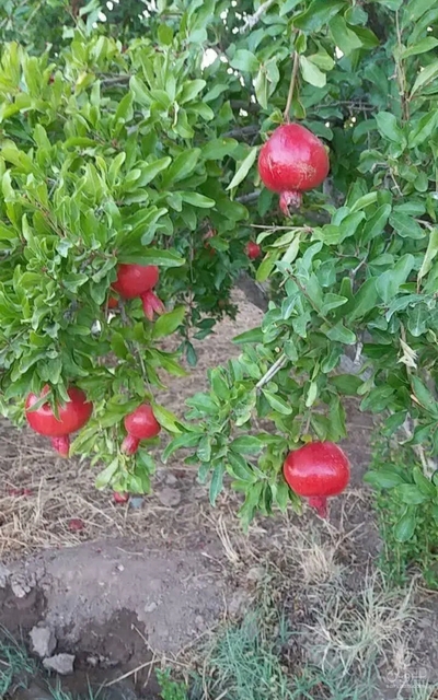 فروش انار