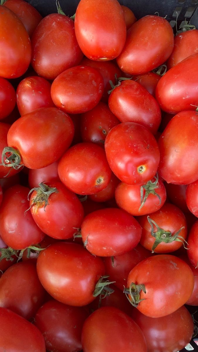 فروش گوجه فرنگی