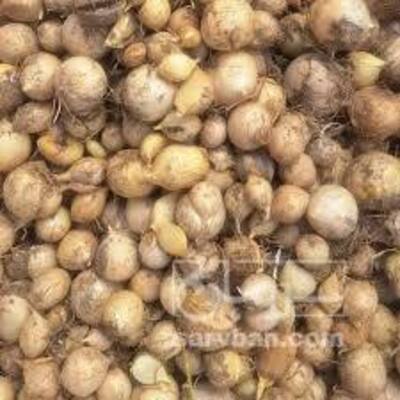 فروش موسیر