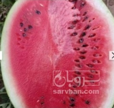 فروش هندوانه گرد خطی