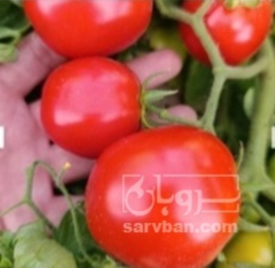 فروش گوجه فرنگی