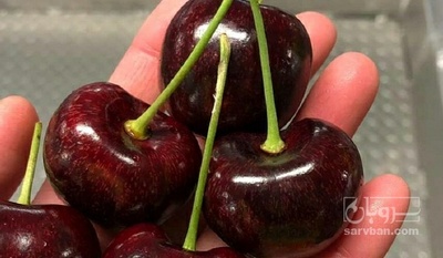 فروش گیلاس