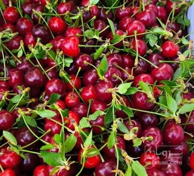 فروش آلبالو