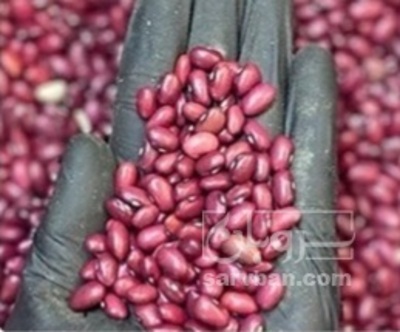 فروش لوبیا قرمز
