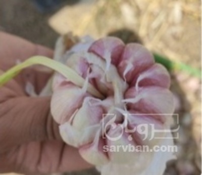 فروش سیر