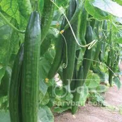 فروش خیار