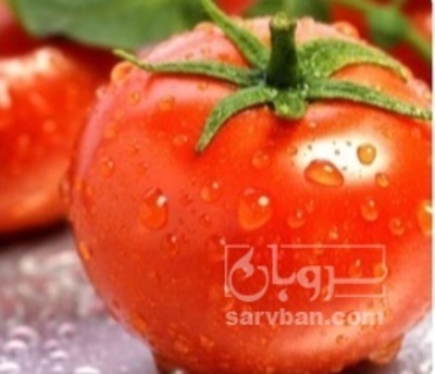 فروش گوجه فرنگی