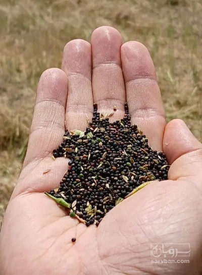 فروش کلزا