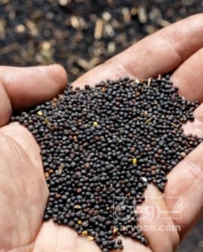 فروش کلزا