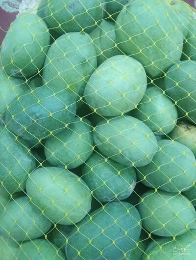 فروش انبه