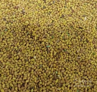 فروش بذر یونجه