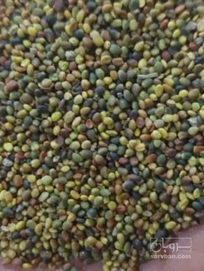 فروش بذر اسپرس