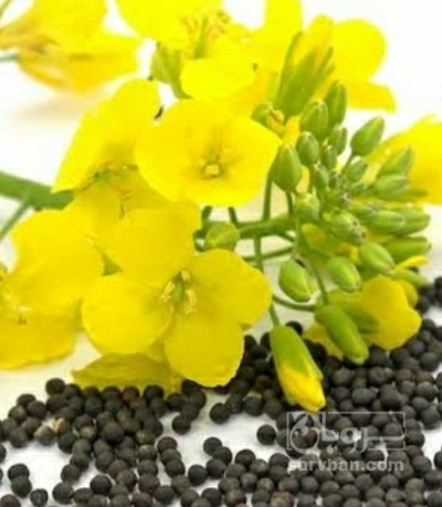 فروش کلزا