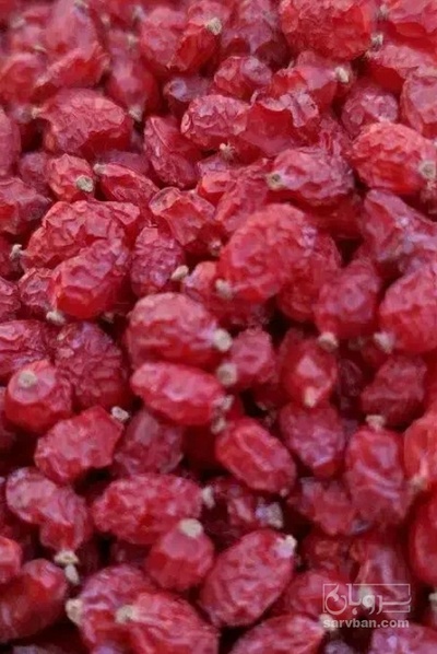 فروش زرشک