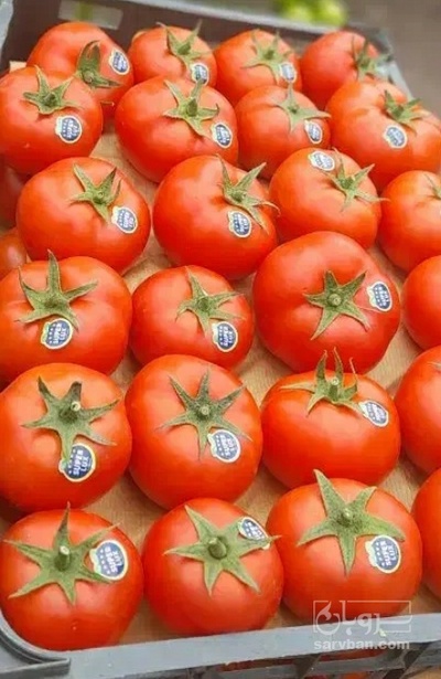 فروش گوجه فرنگی ۴۱۲۹