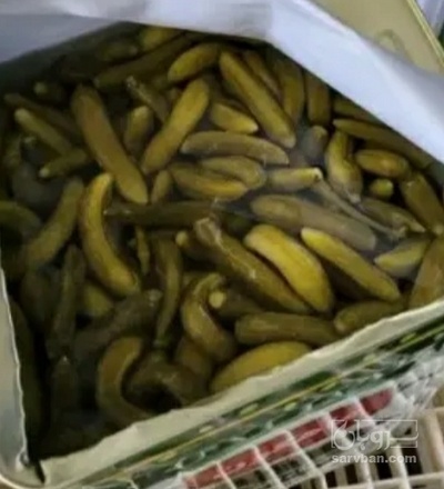 فروش خیار شور نول