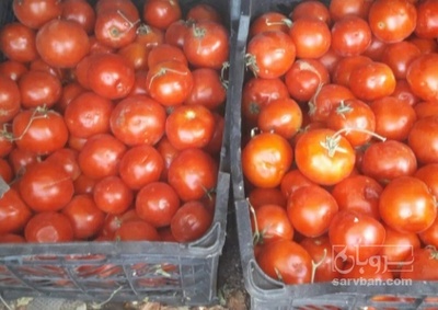 فروش گوجه فرنگی