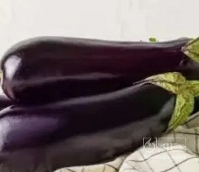 فروش بادمجان