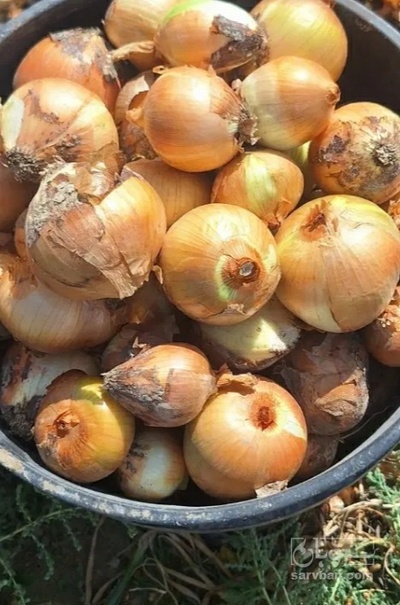 فروش پیاز