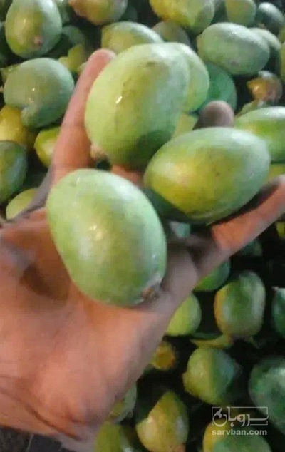 فروش انبه کال
