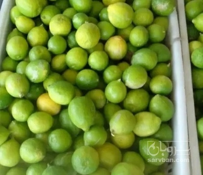 فروش لیمو ترش