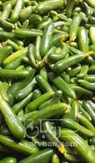 فروش خیار
