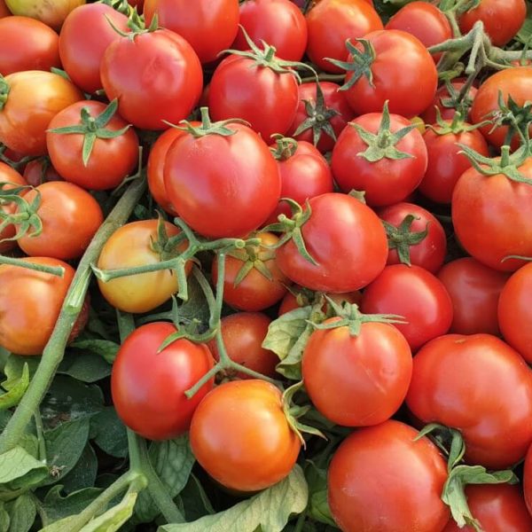 فروش گوجه فرنگی