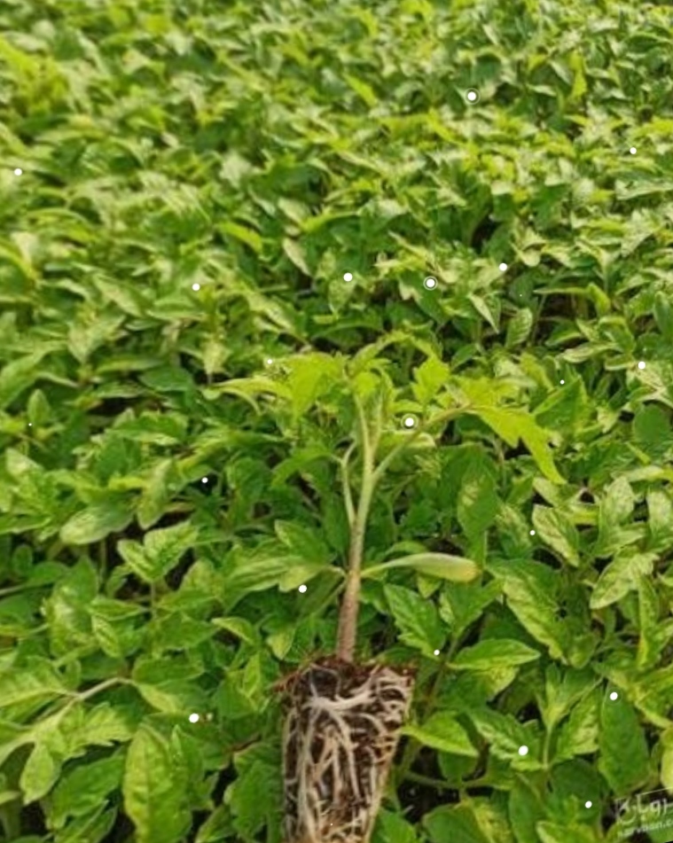 فروش نشاء گوجه فرنگی