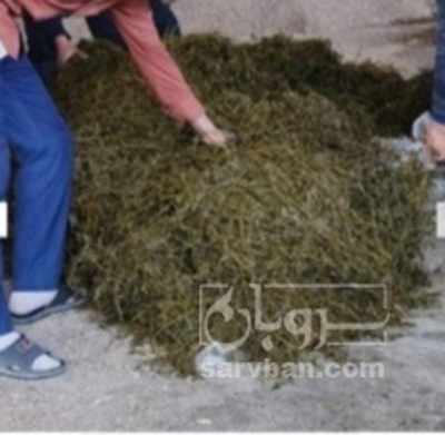 فروش یونجه