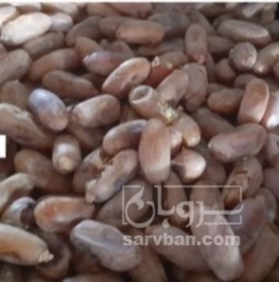 فروش خرماشاهانی