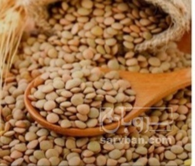 فروش عدس