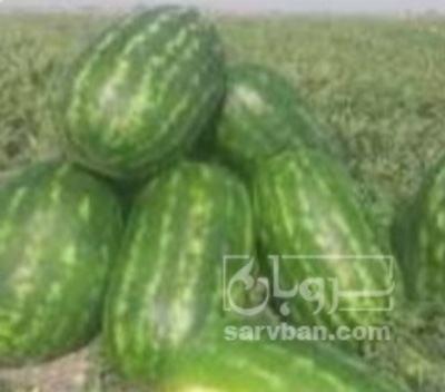 فروش هندوانه