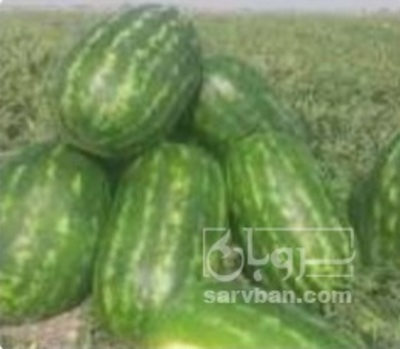 فروش هندوانه