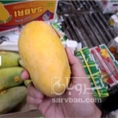 فروش انبه