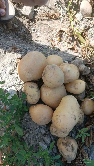 فروش سیب زمینی