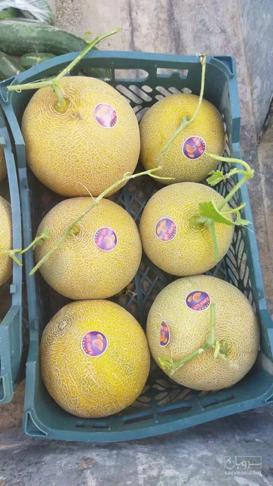 فروش ملون
