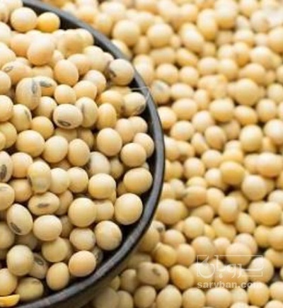 فروش سویا بذری