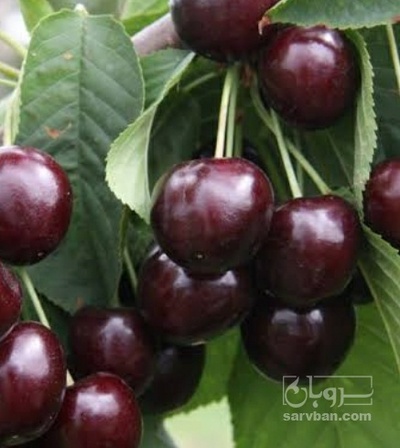 فروش گیلاس