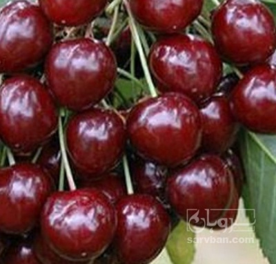 فروش گیلاس
