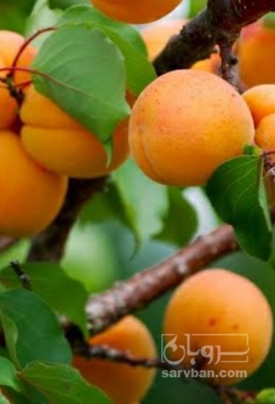 فروش زردآلو