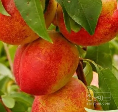فروش شلیل