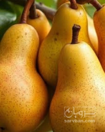 فروش گلابی