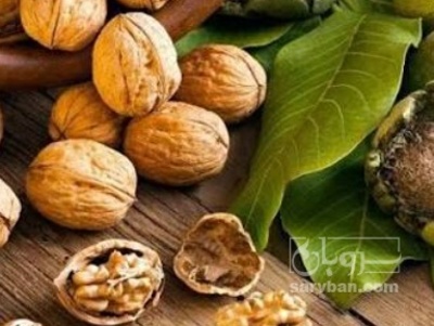 فروش گردو