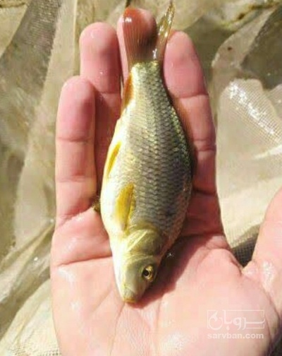 فروش بچه  ماهی آمور