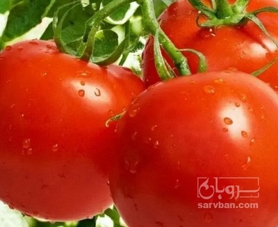 فروش گوجه فرنگی