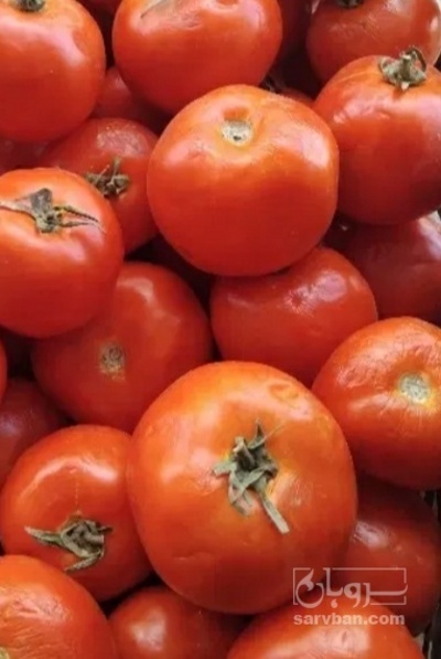 فروش گوجه فرنگی ربی
