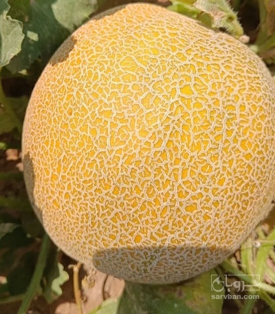فروش ملون