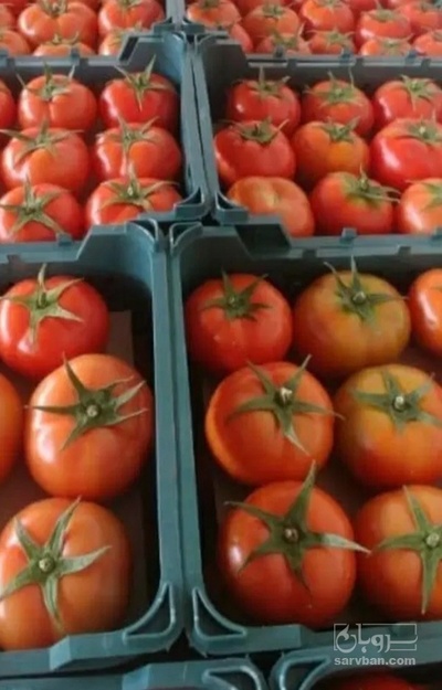 فروش گوجه فرنگی دافنیس