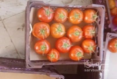 فروش گوجه فرنگی4129