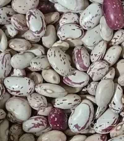 فروش لوبیا چیتی بذری